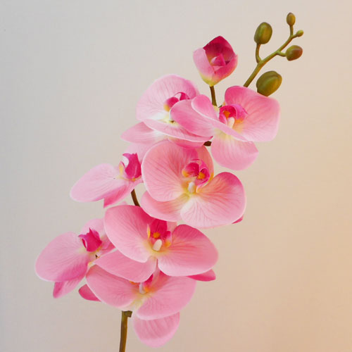 Orchid pink store